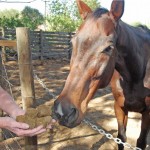 horse_poop2 Horse Manure
