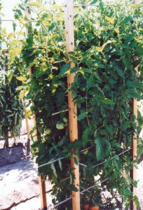 Pruning and Staking Tomato