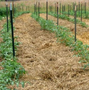 organic mulch