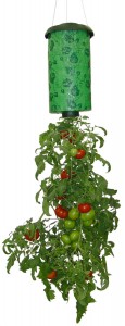 Growing tomatoes upside down