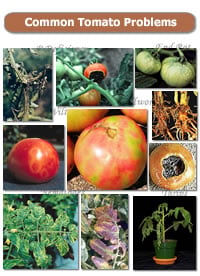 Tomato Diseases