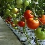 Hydroponic Tomatoes