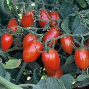 Elfin grape tomatoes