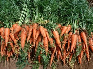 tomatoes companion planting