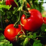 Companion Planting for your Tomatoes