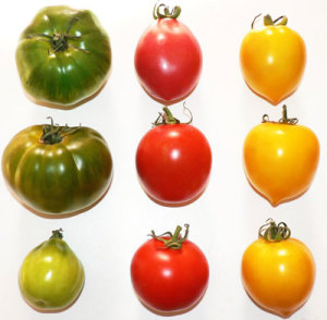 tomato colours